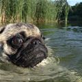 funny dog 3