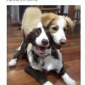 funny dog 3