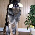 funny dog 3