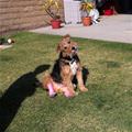 funny dog 3