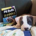 funny dog 5