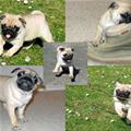 funny dog 2