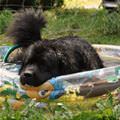 funny dog 5