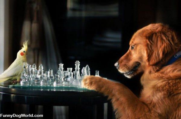 Playing Some Chess