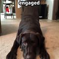 funny dog 3