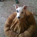 funny dog 5