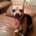 funny dog 4