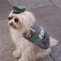 funny dog 5