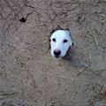 funny dog 4