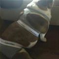 funny dog 3