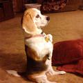 funny dog 4