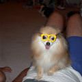 funny dog 4