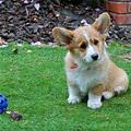 funny dog 1