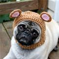 funny dog 3