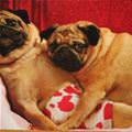 funny dog 2
