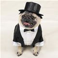 funny dog 5