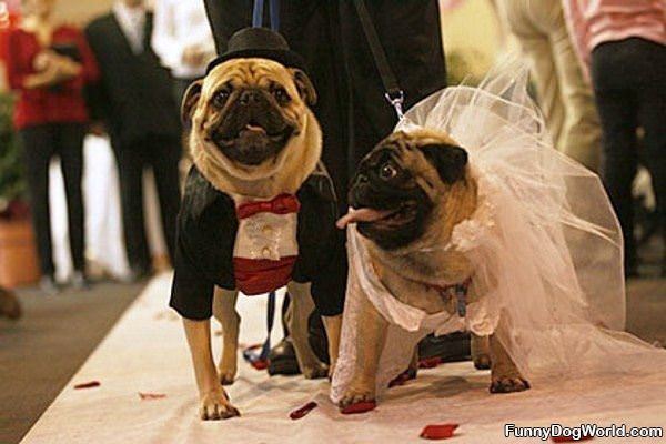 Pugs At The Wedding