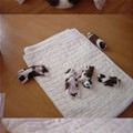 funny dog 4