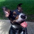 funny dog 4