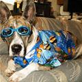 funny dog 3
