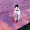 funny dog 3