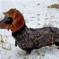 funny dog 1