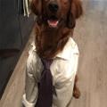 funny dog 4