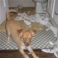 funny dog 2
