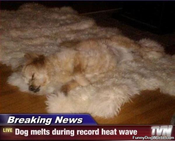 Record Heat Wave Dog