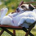 funny dog 3
