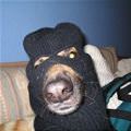 funny dog 2
