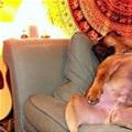 funny dog 5