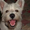 funny dog 5