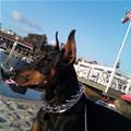 funny dog 3