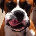 funny dog 2