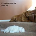 funny dog 1