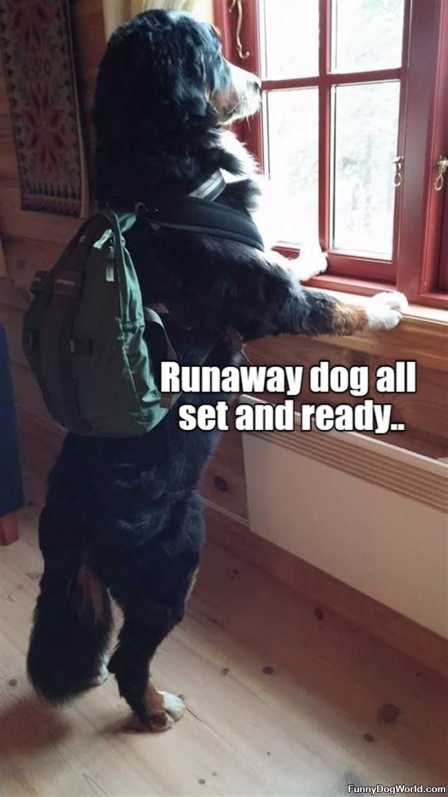 Runaway Dog Is Ready