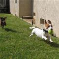 funny dog 2