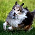 funny dog 4
