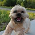 funny dog 2