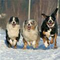 funny dog 5