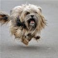 funny dog 2