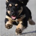 funny dog 2