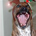 funny dog 3