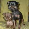 funny dog 5