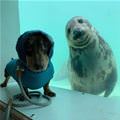 Selfies With Ocean Dog