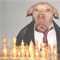 funny dog 4