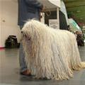 funny dog 5