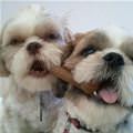 funny dog 1