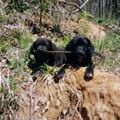 funny dog 3